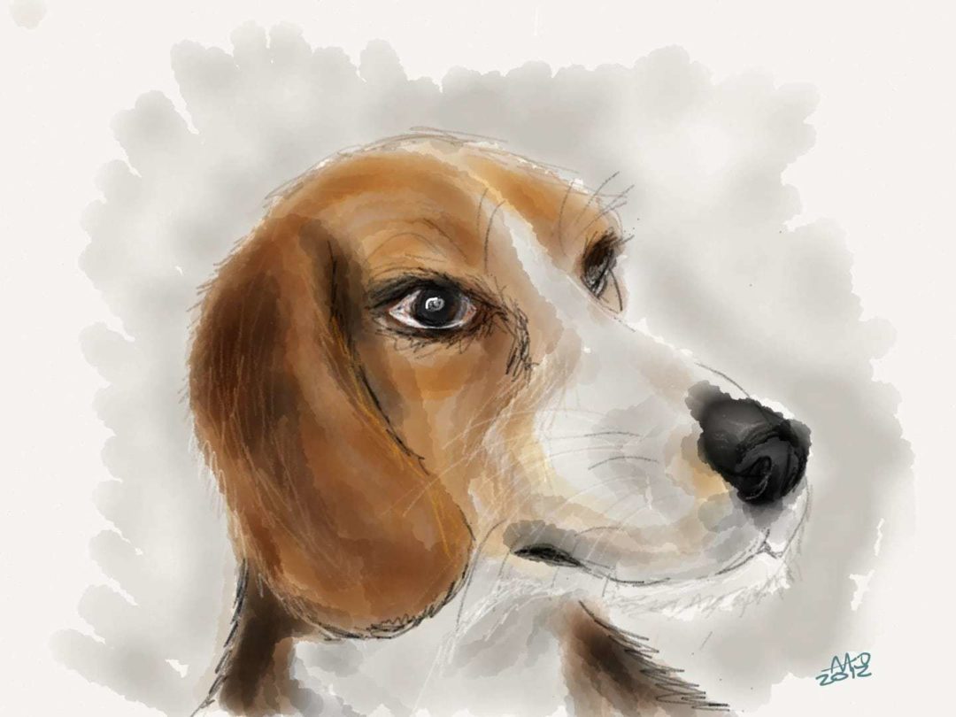 Beagle preview image