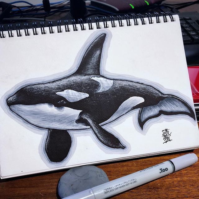 Orca Ink illustration Preview image