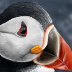 Puffin image