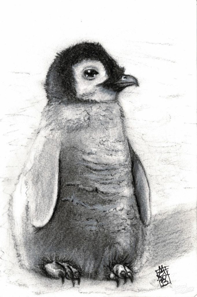 Baby Penguin (11-12-2018)