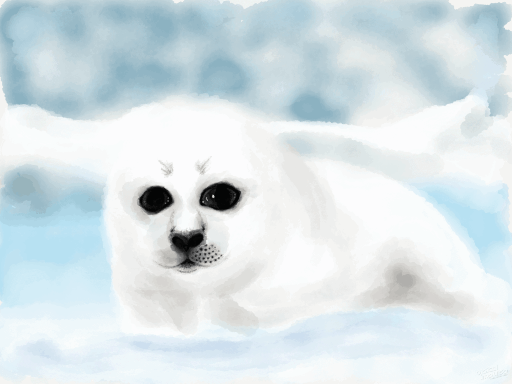 Harp Seal Pup 002 Image