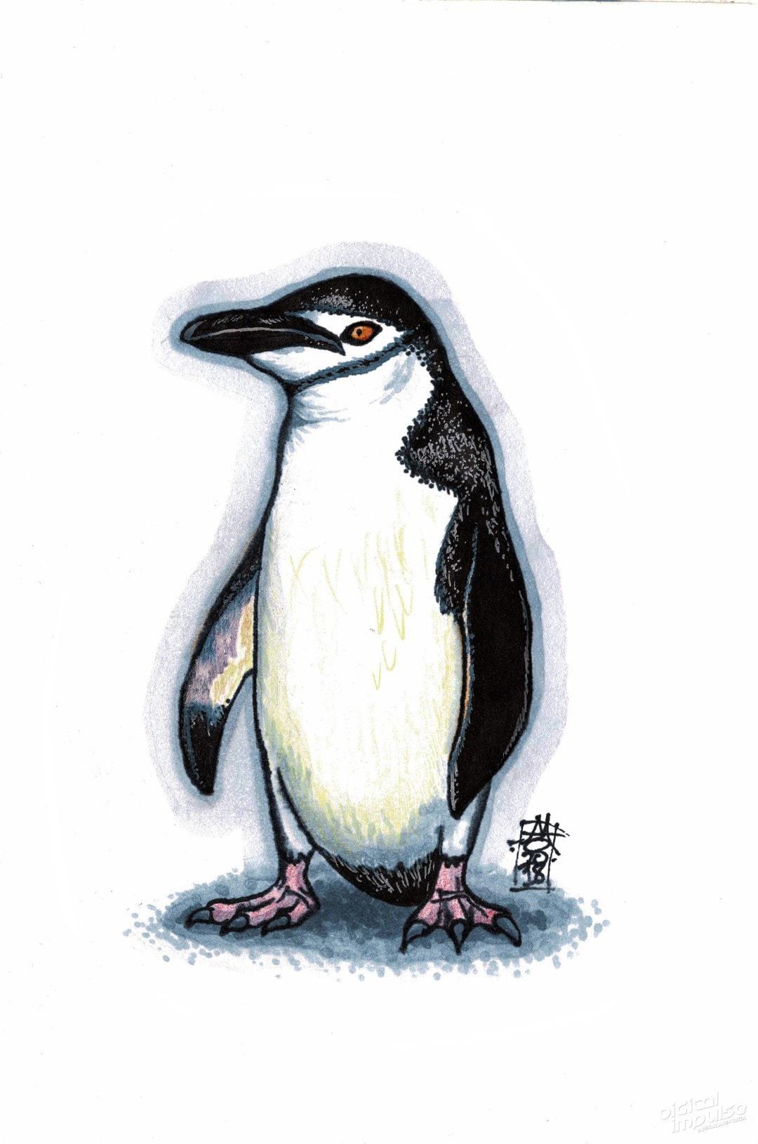 Chinstrap Penguin (27-10-2018)