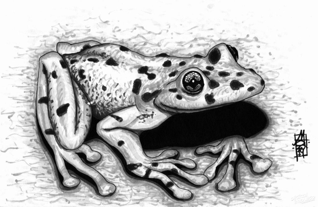 Ghost Frog (08-10-2019)