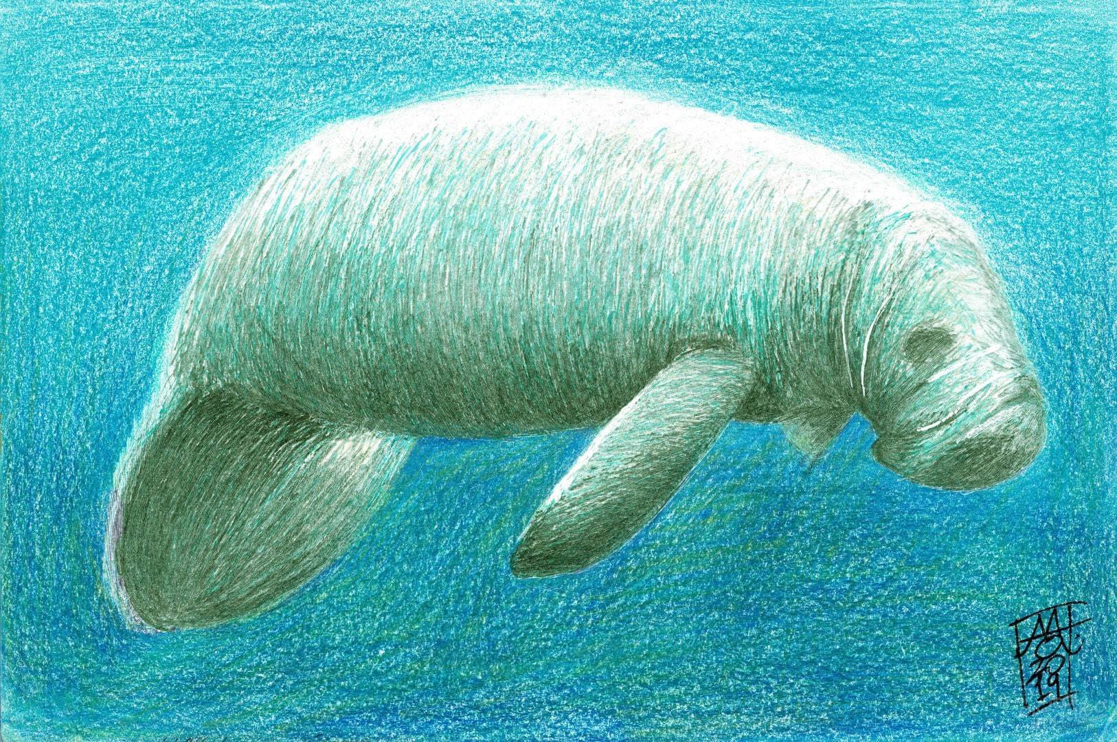 Manatee (20-07-2019)