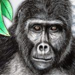 Mountain Gorilla (06-10-2019)