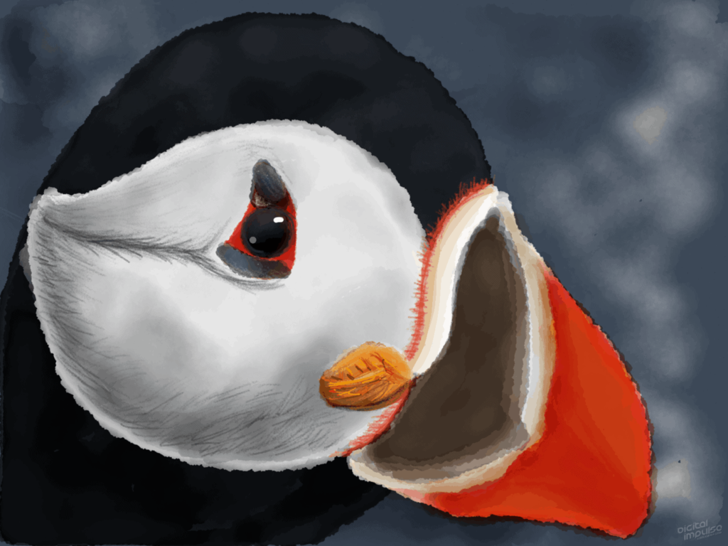 Puffin 005 Image