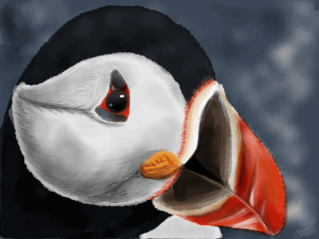 Puffin 006 Image