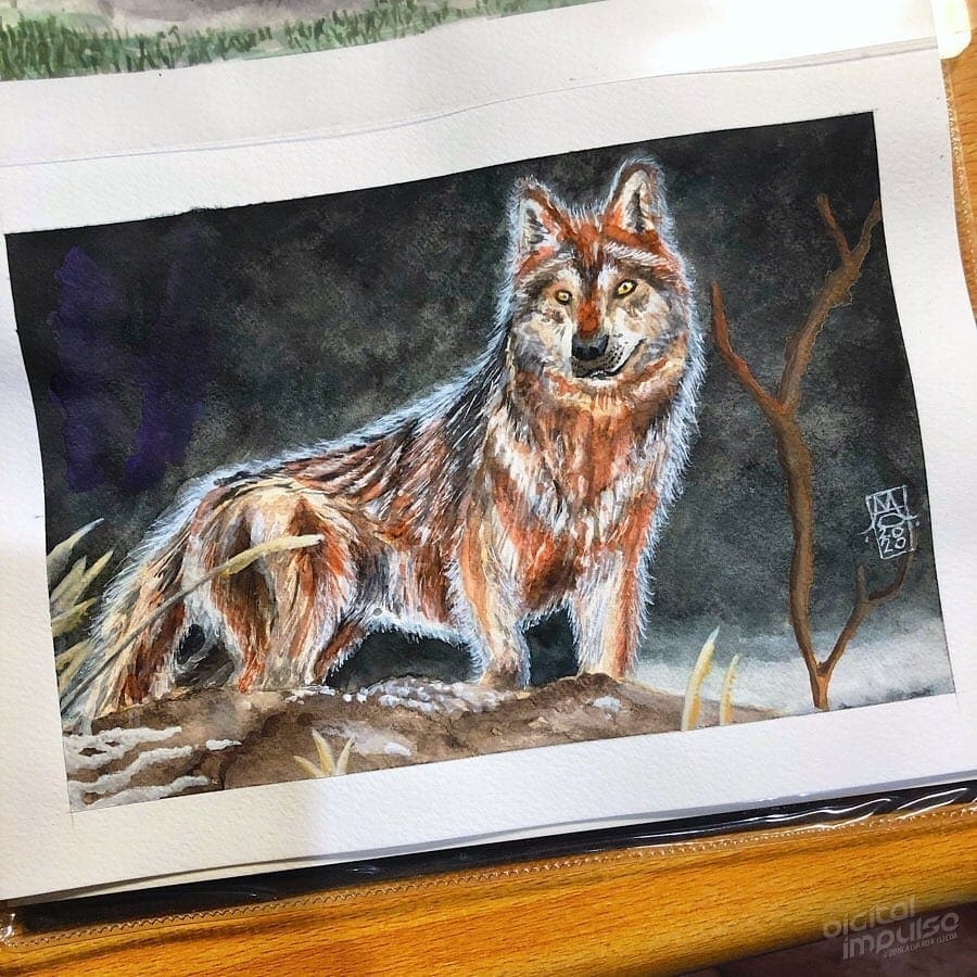 Mexican Grey Wolf 01 image