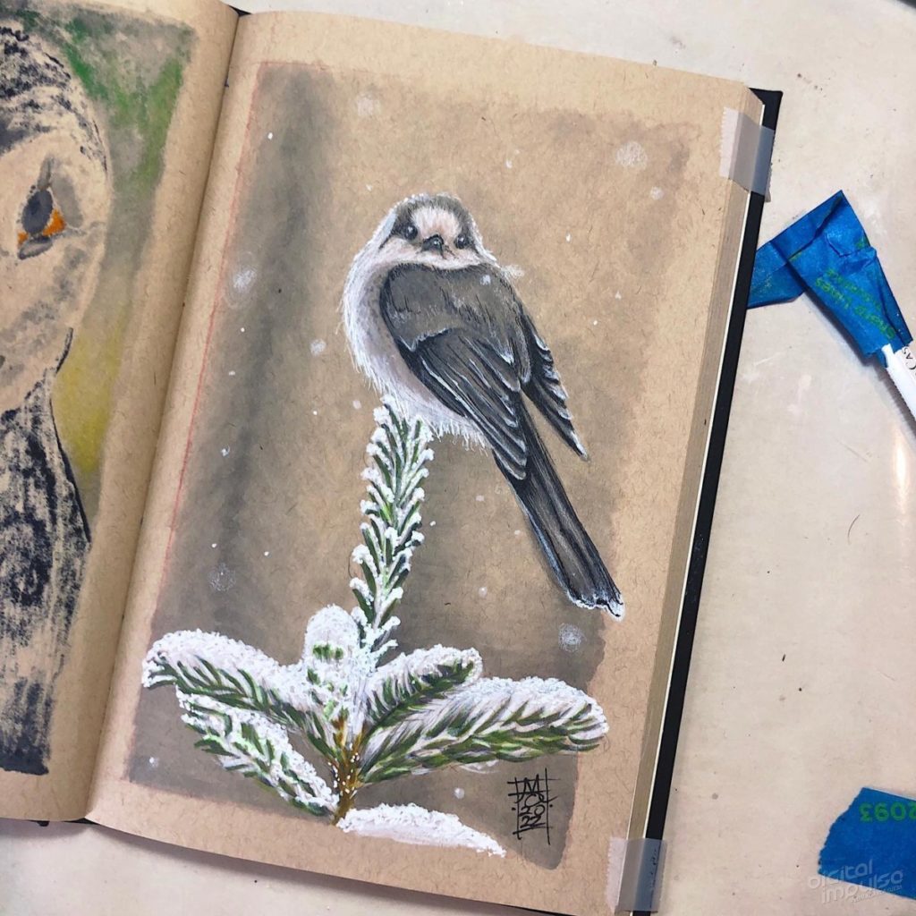 Canada Jay Illustration Preview image